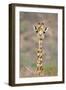 Maasai Giraffe Young with Bird on Head-null-Framed Photographic Print