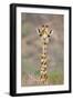 Maasai Giraffe Young with Bird on Head-null-Framed Photographic Print