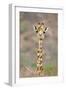 Maasai Giraffe Young with Bird on Head-null-Framed Photographic Print