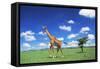 Maasai Giraffe-null-Framed Stretched Canvas