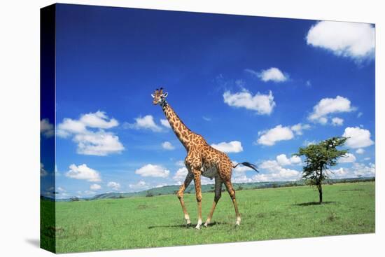 Maasai Giraffe-null-Stretched Canvas