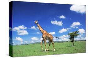 Maasai Giraffe-null-Stretched Canvas