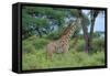 Maasai Giraffe-null-Framed Stretched Canvas