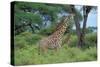 Maasai Giraffe-null-Stretched Canvas