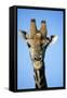 Maasai Giraffe-null-Framed Stretched Canvas