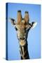 Maasai Giraffe-null-Stretched Canvas