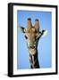 Maasai Giraffe-null-Framed Photo