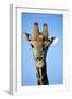 Maasai Giraffe-null-Framed Photo