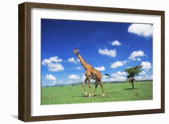 Maasai Giraffe-null-Framed Photographic Print