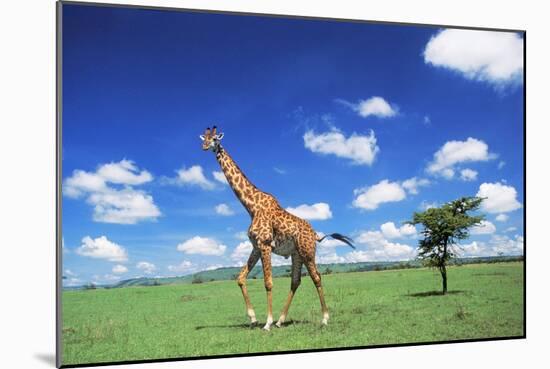 Maasai Giraffe-null-Mounted Photographic Print