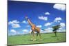Maasai Giraffe-null-Mounted Photographic Print