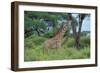 Maasai Giraffe-null-Framed Photographic Print