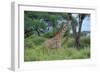 Maasai Giraffe-null-Framed Photographic Print