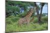 Maasai Giraffe-null-Mounted Photographic Print