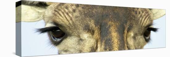 Maasai Giraffes Eyes-null-Stretched Canvas