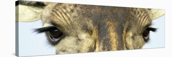 Maasai Giraffes Eyes-null-Stretched Canvas