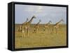 Maasai Giraffes Roaming Across the Maasai Mara, Kenya-Joe Restuccia III-Framed Stretched Canvas