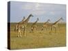 Maasai Giraffes Roaming Across the Maasai Mara, Kenya-Joe Restuccia III-Stretched Canvas