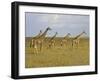 Maasai Giraffes Roaming Across the Maasai Mara, Kenya-Joe Restuccia III-Framed Photographic Print