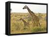 Maasai Giraffes Roaming, Maasai Mara, Kenya-Joe Restuccia III-Framed Stretched Canvas