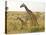 Maasai Giraffes Roaming, Maasai Mara, Kenya-Joe Restuccia III-Stretched Canvas