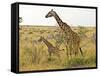 Maasai Giraffes Roaming, Maasai Mara, Kenya-Joe Restuccia III-Framed Stretched Canvas