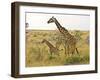 Maasai Giraffes Roaming, Maasai Mara, Kenya-Joe Restuccia III-Framed Premium Photographic Print