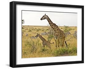 Maasai Giraffes Roaming, Maasai Mara, Kenya-Joe Restuccia III-Framed Premium Photographic Print