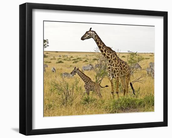 Maasai Giraffes Roaming, Maasai Mara, Kenya-Joe Restuccia III-Framed Photographic Print