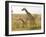 Maasai Giraffes Roaming, Maasai Mara, Kenya-Joe Restuccia III-Framed Photographic Print