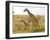 Maasai Giraffes Roaming, Maasai Mara, Kenya-Joe Restuccia III-Framed Photographic Print