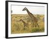 Maasai Giraffes Roaming, Maasai Mara, Kenya-Joe Restuccia III-Framed Photographic Print