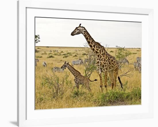 Maasai Giraffes Roaming, Maasai Mara, Kenya-Joe Restuccia III-Framed Photographic Print