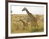 Maasai Giraffes Roaming, Maasai Mara, Kenya-Joe Restuccia III-Framed Photographic Print