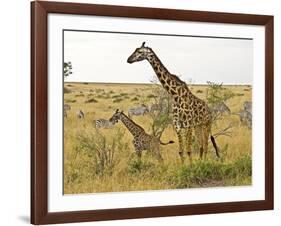 Maasai Giraffes Roaming, Maasai Mara, Kenya-Joe Restuccia III-Framed Photographic Print