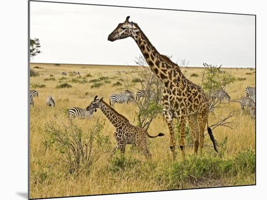 Maasai Giraffes Roaming, Maasai Mara, Kenya-Joe Restuccia III-Mounted Photographic Print