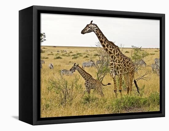 Maasai Giraffes Roaming, Maasai Mara, Kenya-Joe Restuccia III-Framed Stretched Canvas