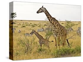 Maasai Giraffes Roaming, Maasai Mara, Kenya-Joe Restuccia III-Stretched Canvas