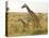 Maasai Giraffes Roaming, Maasai Mara, Kenya-Joe Restuccia III-Stretched Canvas