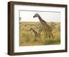 Maasai Giraffes Roaming, Maasai Mara, Kenya-Joe Restuccia III-Framed Photographic Print