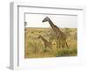 Maasai Giraffes Roaming, Maasai Mara, Kenya-Joe Restuccia III-Framed Photographic Print