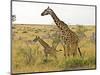 Maasai Giraffes Roaming, Maasai Mara, Kenya-Joe Restuccia III-Mounted Photographic Print