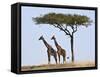 Maasai Giraffes Shade Themselves Beneath a Balanites Tree at the Masai Mara National Reserve-Nigel Pavitt-Framed Stretched Canvas