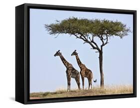 Maasai Giraffes Shade Themselves Beneath a Balanites Tree at the Masai Mara National Reserve-Nigel Pavitt-Framed Stretched Canvas