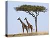 Maasai Giraffes Shade Themselves Beneath a Balanites Tree at the Masai Mara National Reserve-Nigel Pavitt-Stretched Canvas