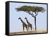 Maasai Giraffes Shade Themselves Beneath a Balanites Tree at the Masai Mara National Reserve-Nigel Pavitt-Framed Stretched Canvas