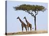 Maasai Giraffes Shade Themselves Beneath a Balanites Tree at the Masai Mara National Reserve-Nigel Pavitt-Stretched Canvas