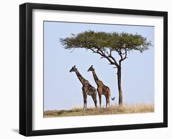 Maasai Giraffes Shade Themselves Beneath a Balanites Tree at the Masai Mara National Reserve-Nigel Pavitt-Framed Photographic Print