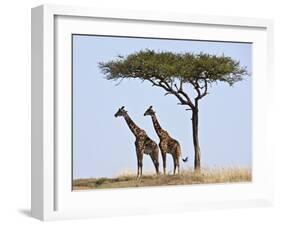 Maasai Giraffes Shade Themselves Beneath a Balanites Tree at the Masai Mara National Reserve-Nigel Pavitt-Framed Photographic Print
