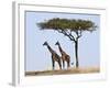 Maasai Giraffes Shade Themselves Beneath a Balanites Tree at the Masai Mara National Reserve-Nigel Pavitt-Framed Photographic Print